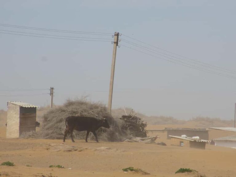 Bukhara/Samarkand: Nurata, Aydarkul Lake & Desert Day Trip - Who Is This Tour Best For?