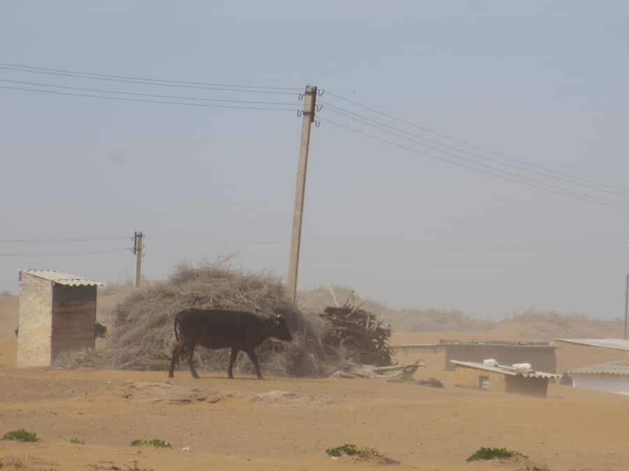 Bukhara/Samarkand: Nurata, Aydarkul Lake & Desert Day Trip - Who Is This Tour Best For?