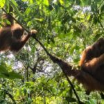 Bukit Lawang: 6-Day Wonderful Jungle Trek & Retreat - Detailed Itinerary Breakdown