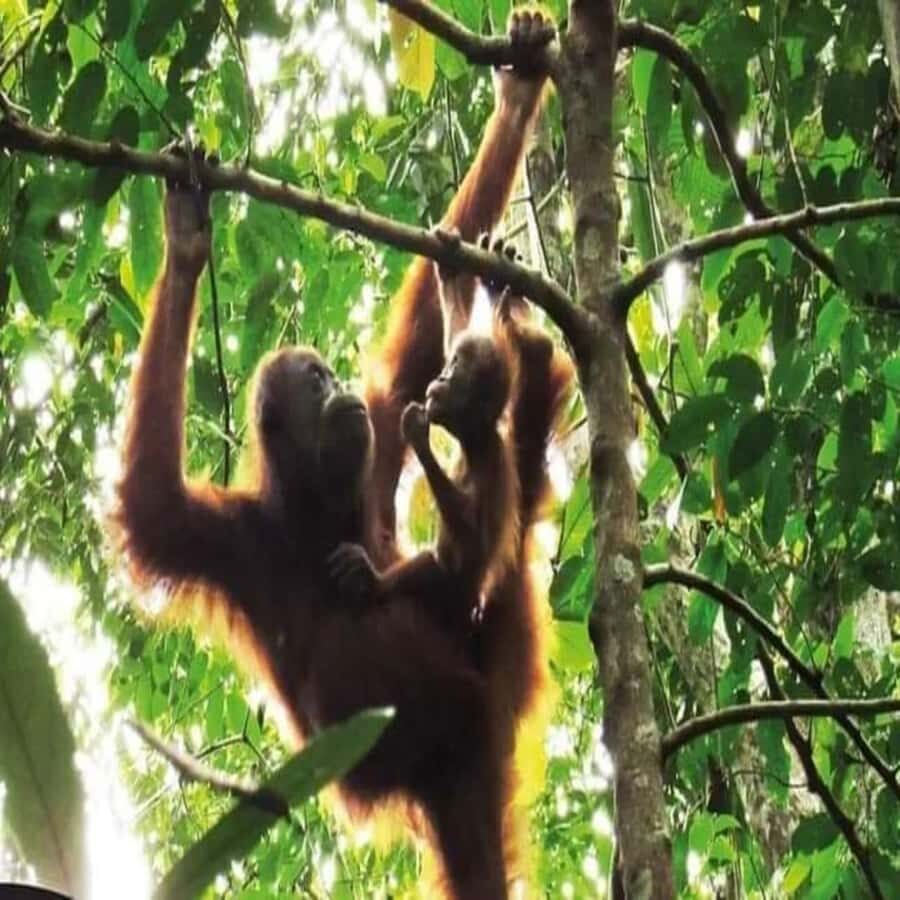 Bukit Lawang: Orangutan Tour & Wonderful Jungle View - Exploring Bukit Lawang: Setting the Scene
