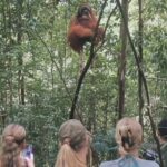 Bukit lawang | Orangutan trekking and Art Class Excursion (2D1N) - What Makes This Tour Special