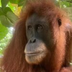 Bukit lawang | Orangutan trekking and Art Class Excursion (2D1N) - Summary of the Experience