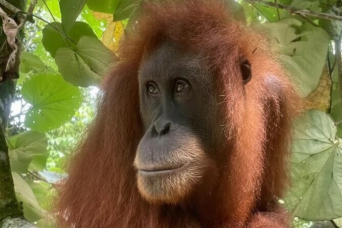 Bukit lawang | Orangutan trekking and Art Class Excursion (2D1N) - Summary of the Experience