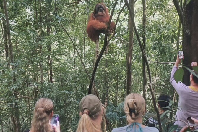 Bukit lawang | Orangutan trekking and Art Class Excursion (2D1N) - What Makes This Tour Special