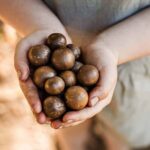 Bundaberg: Macadamia Orchard Tour - Nut Tasting and Food Experiences