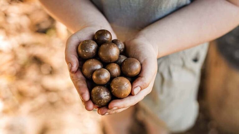 Bundaberg: Macadamia Orchard Tour - Nut Tasting and Food Experiences