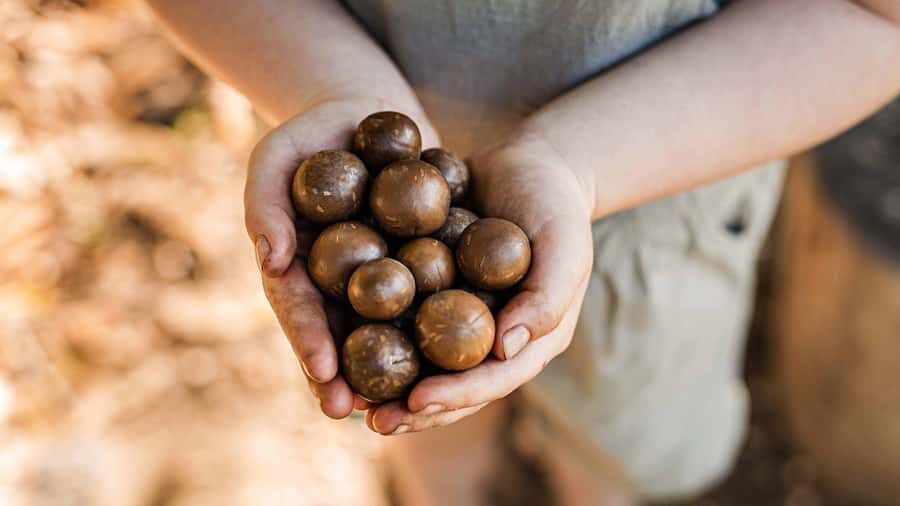 Bundaberg: Macadamia Orchard Tour - Nut Tasting and Food Experiences