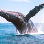 Bundaberg: Whale Watching Sightseeing Cruise with Lunch - Is This Tour Worth It? Let’s Break Down the Value