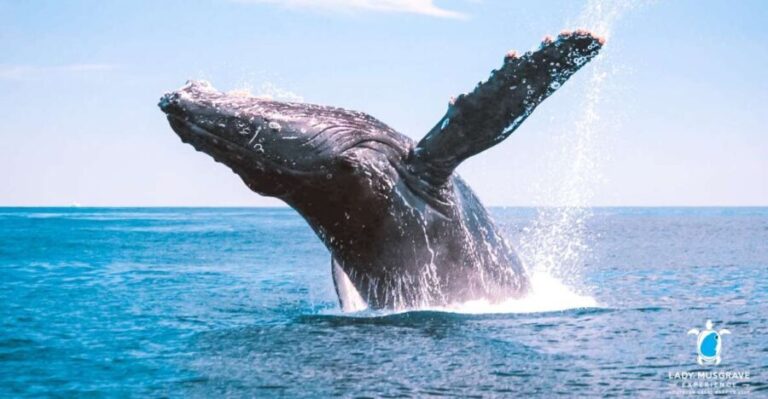 Bundaberg: Whale Watching Sightseeing Cruise with Lunch - Is This Tour Worth It? Let’s Break Down the Value