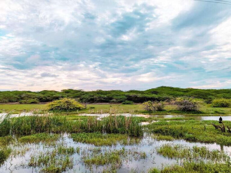 Bundala National Park Safari from Weligama - The Practicalities and Value of the Tour