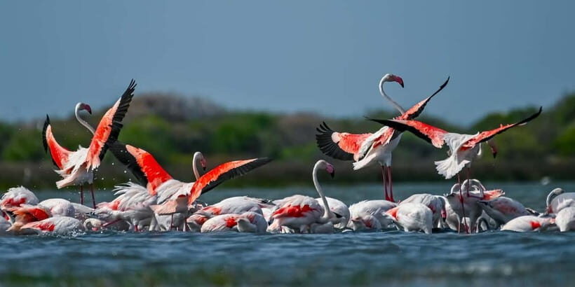 Bundala National Park Safari (PRIVATE TOURS) - The Sum Up