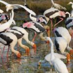 Bundala National Park : Safari Tour with Entrance tickets & Jeep - Detailed Breakdown of the Itinerary