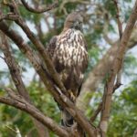 Bundala National Park : Safari Tour with Entrance tickets & Jeep - The Itinerary: A Closer Look