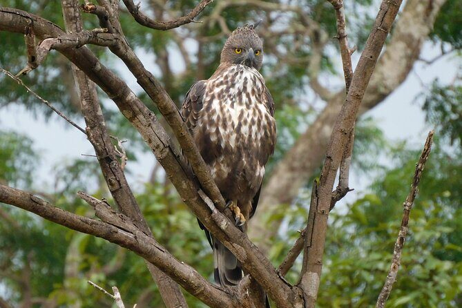 Bundala National Park : Safari Tour with Entrance tickets & Jeep - The Itinerary: A Closer Look