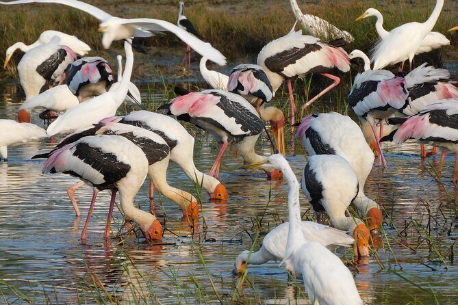 Bundala National Park : Safari Tour with Entrance tickets & Jeep - Detailed Breakdown of the Itinerary