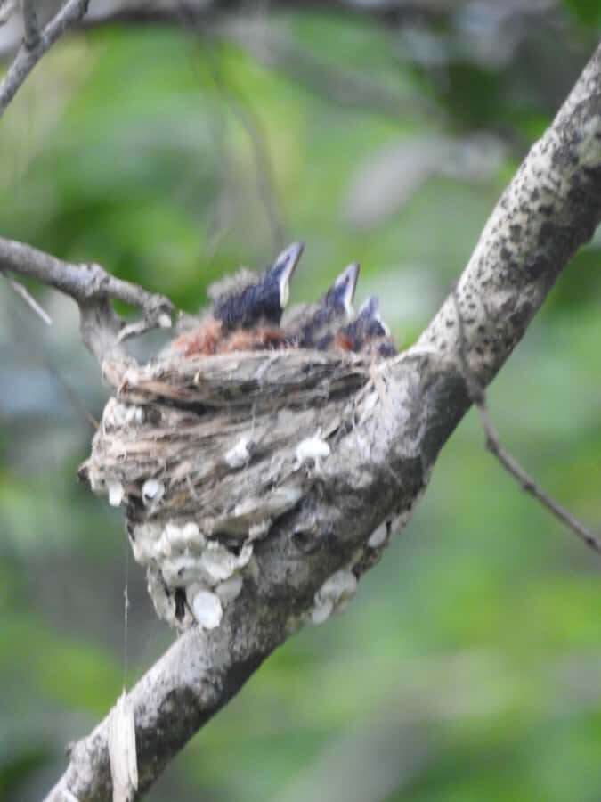 Bundala National Park Safari Tours: Half-Day or Full-Day - Final Thoughts