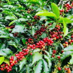 Buon Ma Thuot: Bean to Brew Coffee Farm Tour with Tasting - Detailed Tour Breakdown