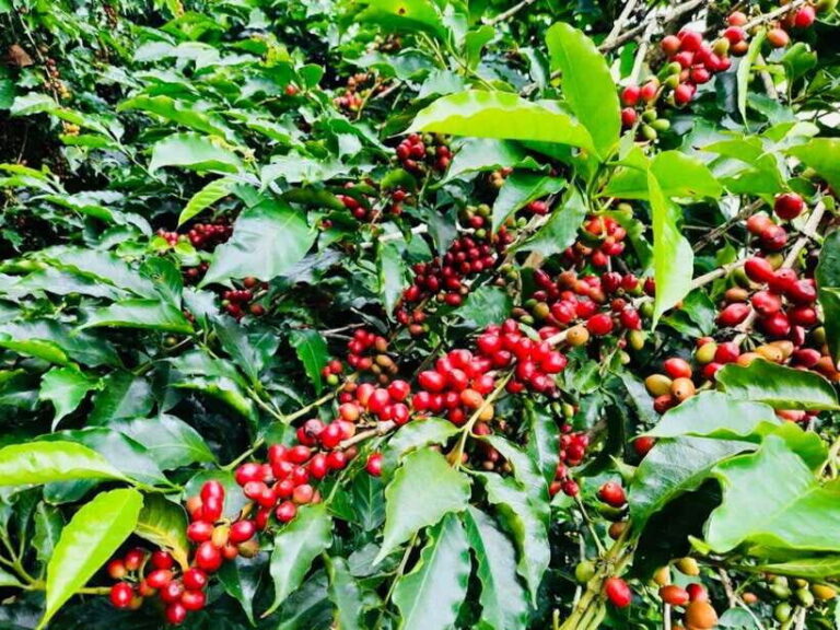 Buon Ma Thuot: Bean to Brew Coffee Farm Tour with Tasting - Detailed Tour Breakdown