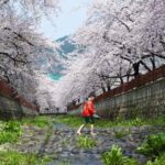 Busan: Jinhae Cherry Blossom Day & Night or 1 Day Tour - Day Tour: Bright Blossoms in the Sun