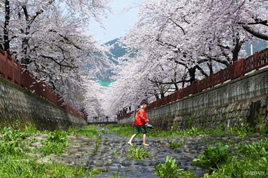Busan: Jinhae Cherry Blossom Day & Night or 1 Day Tour - Day Tour: Bright Blossoms in the Sun