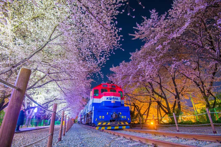 Busan: Jinhae Cherry Blossom Festival Day or Night Tour - The Journey Begins: How It’s Structured