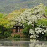 Busan: Miryang Day Tour with Apple Makgeolli Experience - What Sets This Tour Apart?