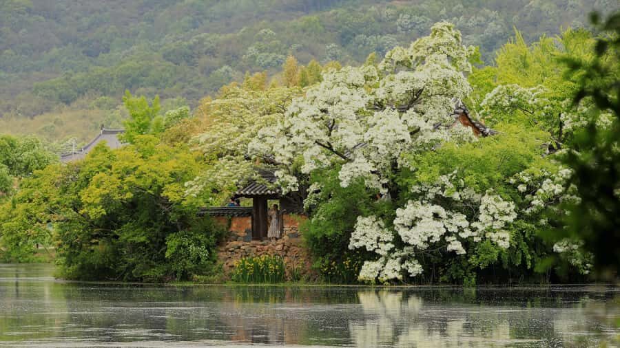 Busan: Miryang Day Tour with Apple Makgeolli Experience - What Sets This Tour Apart?