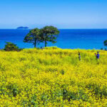 Busan: Sky Capsule or Gyeongju Cherry Blossom Spring Tour - Why This Tour Offers Great Value