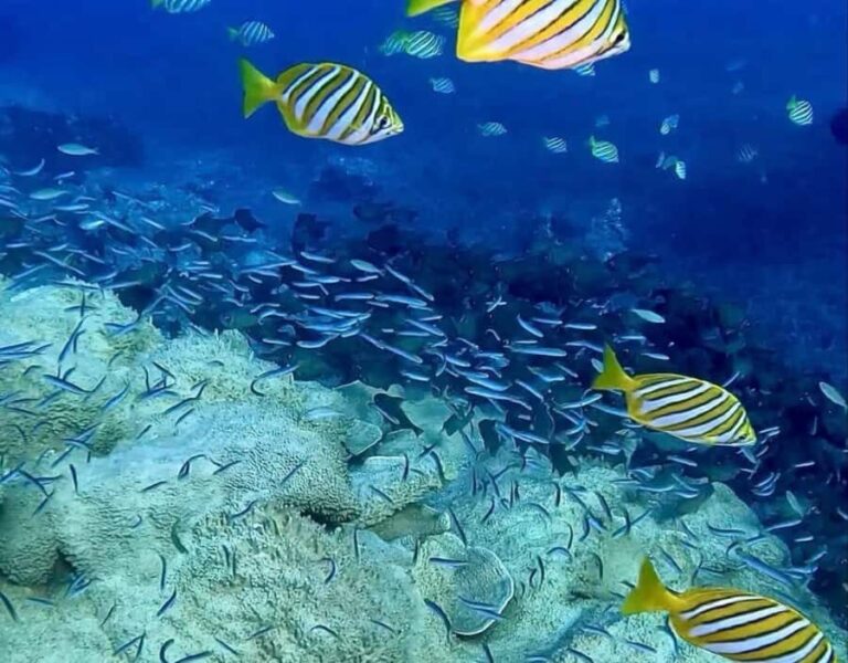 Busselton: 4 Mile Reef Guided Scuba Diving Tour - What You Can Expect from the Experience