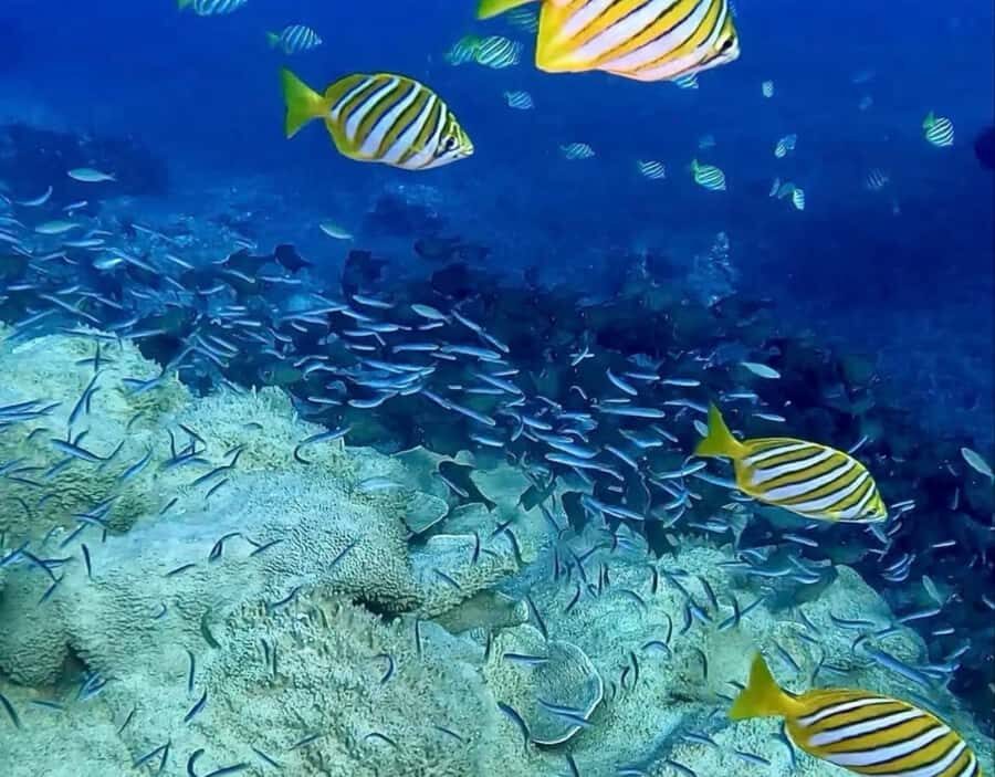 Busselton: 4 Mile Reef Guided Scuba Diving Tour - What You Can Expect from the Experience