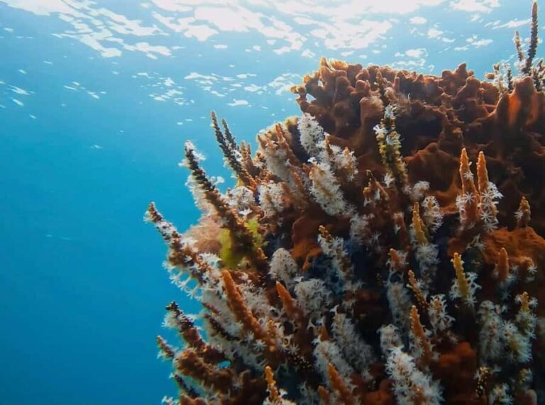 Busselton: Jetty Discover Scuba Diving Experience - What’s Included & What to Bring