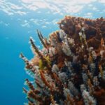 Busselton: Jetty Scuba Dive Tours with Underwater Sculptures - Why This Tour Stands Out