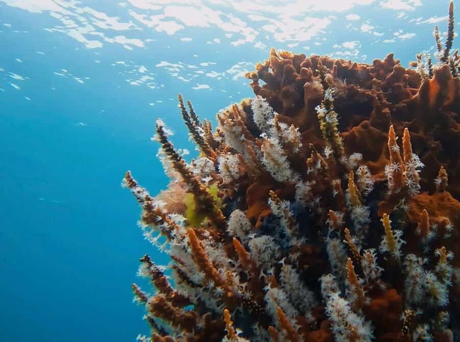 Busselton: Jetty Scuba Dive Tours with Underwater Sculptures - Why This Tour Stands Out