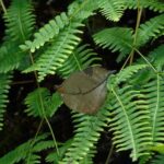 Butterfly and Dragonfly Watching Tours in Sinharaja Rainforest - An In-Depth Look at the Butterfly and Dragonfly Watching Tour