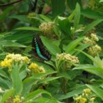 Butterfly and Dragonfly Watching Tours in Sinharaja Rainforest - FAQs