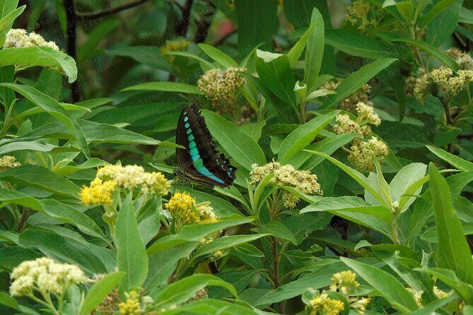 Butterfly and Dragonfly Watching Tours in Sinharaja Rainforest - FAQs