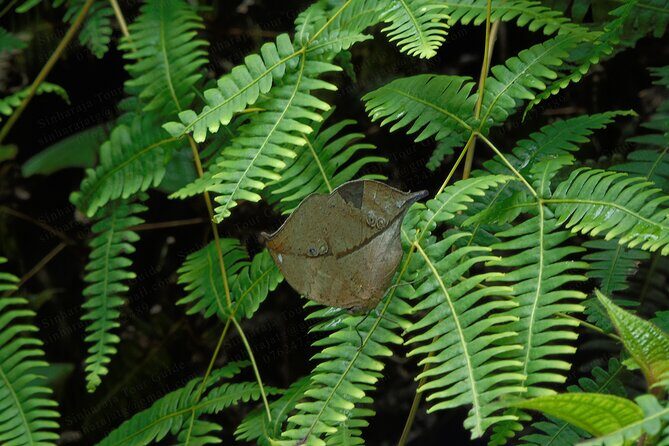 Butterfly and Dragonfly Watching Tours in Sinharaja Rainforest - An In-Depth Look at the Butterfly and Dragonfly Watching Tour