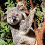 Byron Bay and Currumbin Wildlife Sanctuary Day Tour - Exploring Currumbin Wildlife Sanctuary: A Down-to-Earth Encounter with Australia’s Iconic Animals
