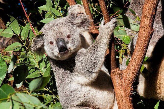 Byron Bay and Currumbin Wildlife Sanctuary Day Tour - Exploring Currumbin Wildlife Sanctuary: A Down-to-Earth Encounter with Australia’s Iconic Animals