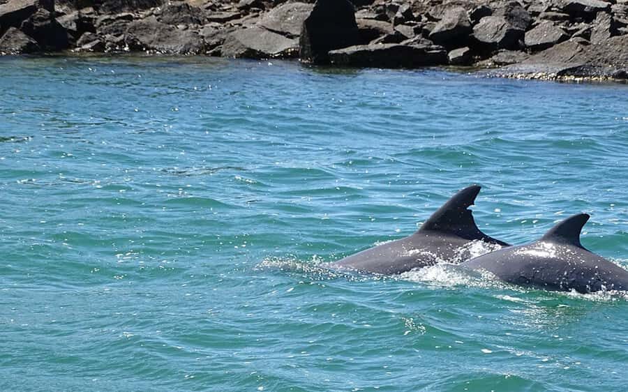 Byron Bay: Brunswick River Eco-Cruise with Brunch - The Itinerary in Detail