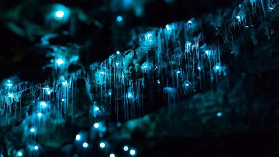 Byron Bay: Glowworms, Waterfalls & Rainforest Experience - Why This Tour Works for Travelers  