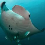 Byron Bay: Nguthungulli Julian Rocks Snorkeling Tour - Final Thoughts: Is This Tour Right for You?