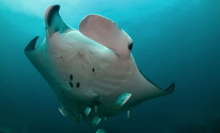 Byron Bay: Nguthungulli Julian Rocks Snorkeling Tour - Final Thoughts: Is This Tour Right for You?