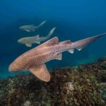 Byron Bay: Snorkelling Tour of Julian Rocks "Nuthungulli" - The Boat Ride Out