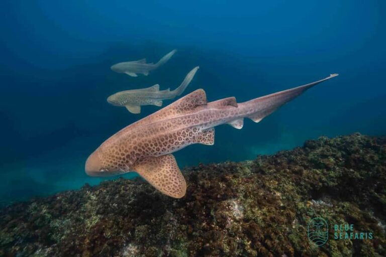 Byron Bay: Snorkelling Tour of Julian Rocks "Nuthungulli" - The Boat Ride Out