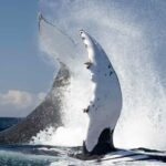 Byron Bay Whale Watching with Marine Biologist - Who Will Love This Tour?