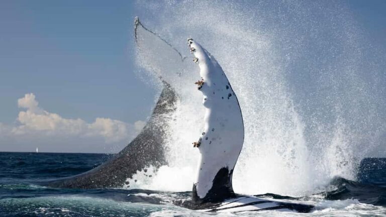 Byron Bay Whale Watching with Marine Biologist - Who Will Love This Tour?