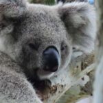 Byron Bay Wild Koala Tour - Why the Price Offers Solid Value