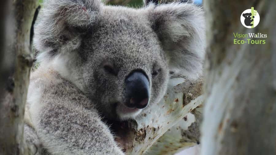 Byron Bay Wild Koala Tour - Why the Price Offers Solid Value