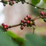 Cafe y Ron: Bad Bunny Inspired Local Full Day Tour from San Juan - What Reviewers Say